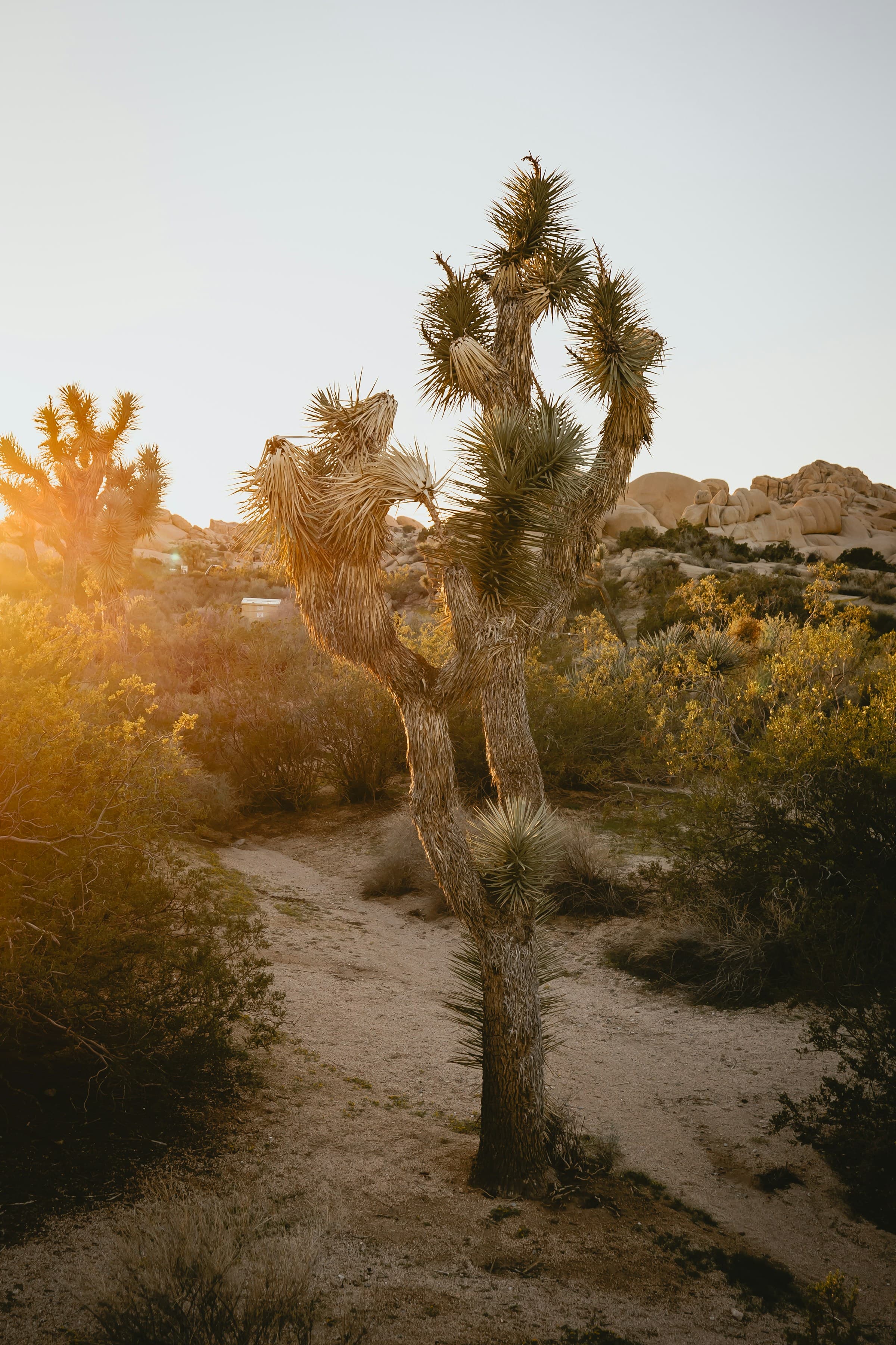 The Best Unique Stays in Joshua Tree (Airstreams, Domes & Glass Villas)